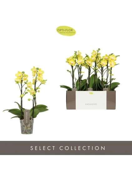 Phalaenopsis Multiflora Exclusivo Anthura Arezzo V45cm