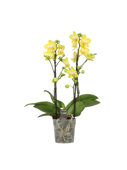 Phalaenopsis Multiflora Colours Anthura Arezzo V45cm