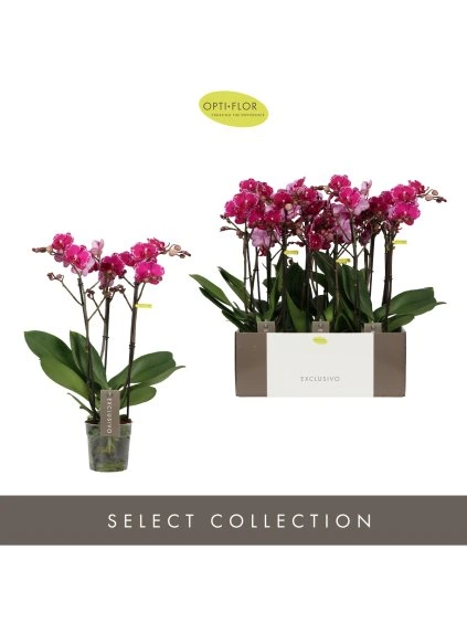 Phalaenopsis Multiflora Exclusivo Asian Violin V45cm