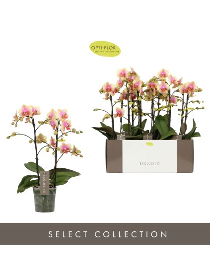 Phalaenopsis Multiflora Exclusivo Belle Helene V45cm