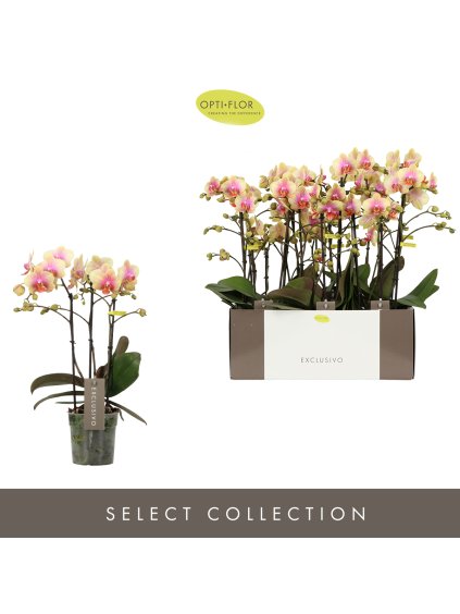 Phalaenopsis Multiflora Exclusivo Belle Helene V45cm