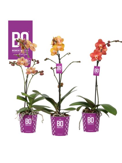 Phalaenopsis Multiflora Colours Bo Collection V45cm