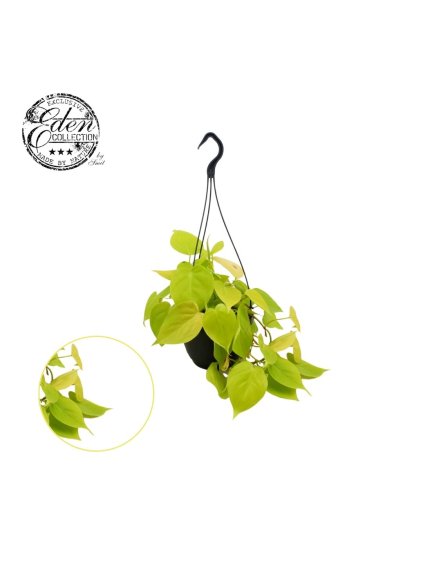 Philodendron micans lime V40cm