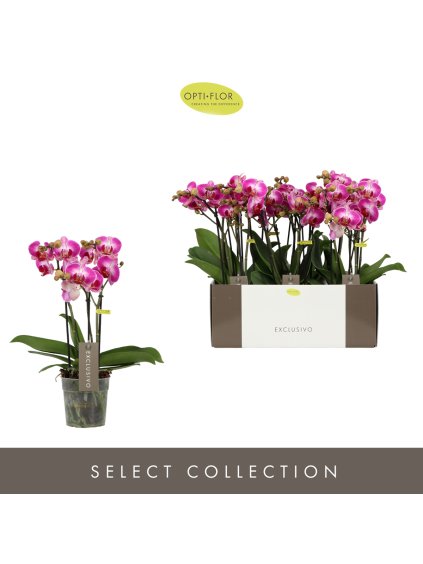 Phalaenopsis Multiflora Exclusivo Bing V45cm