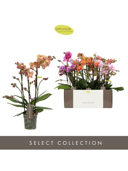 Phalaenopsis Multiflora Exclusivo mix V45cm