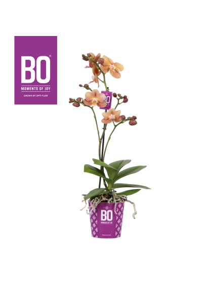 Phalaenopsis Multiflora Colours BO Collection Monaco V45cm