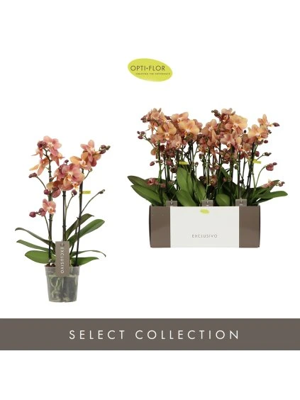 Phalaenopsis Multifloratypes Exclusivo Anthura Monaco V45cm