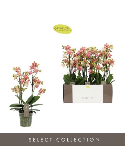 Phalaenopsis Multiflora Exclusivo Pikachu V45cm