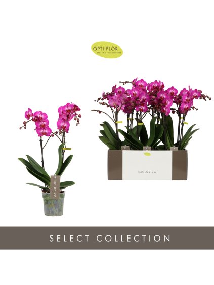 Phalaenopsis Multiflora Exclusivo Roma V45cm