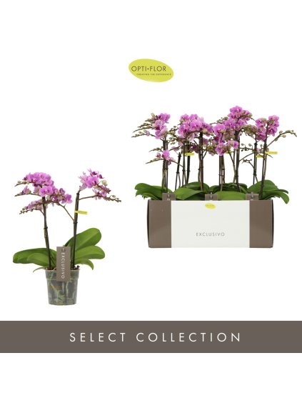 Phalaenopsis Multiflora Exclusivo Violet Queen V45cm