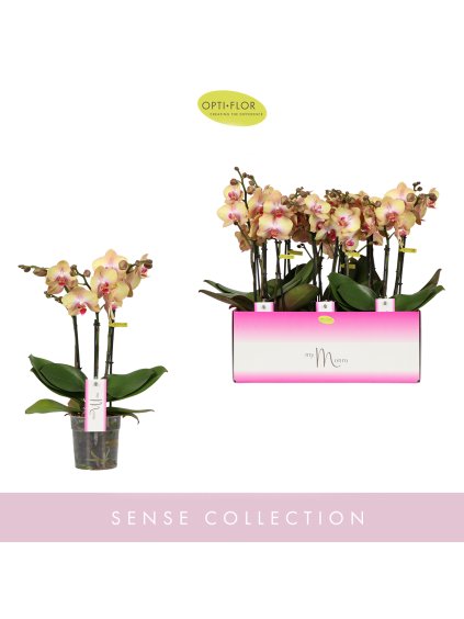 Phalaenopsis MyMonro Glamour V45cm