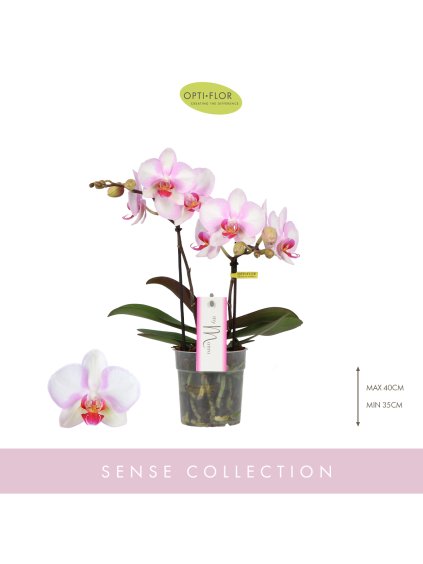 Phalaenopsis MyMonro Make-up V45cm