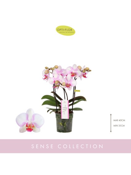 Phalaenopsis MyMonro Make-up V45cm