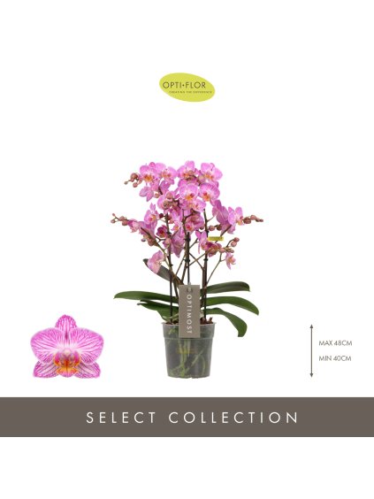 Phalaenopsis Multiflora Optimost Honeybee V45cm
