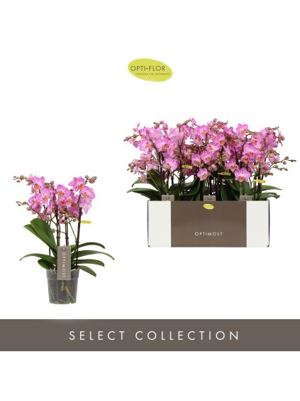 Phalaenopsis Multiflora Optimost Honeybee V45cm