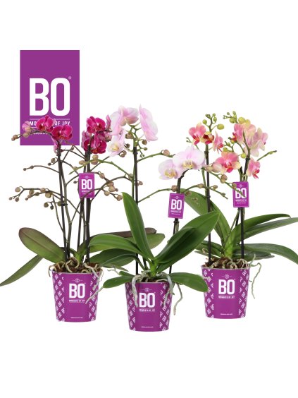 Phalaenopsis Multiflora Colours BO Collection mix V45cm
