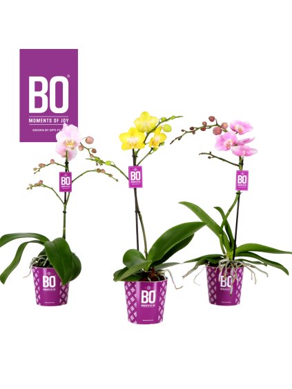 Phalaenopsis Multiflora Colours BO Collection mix V45cm