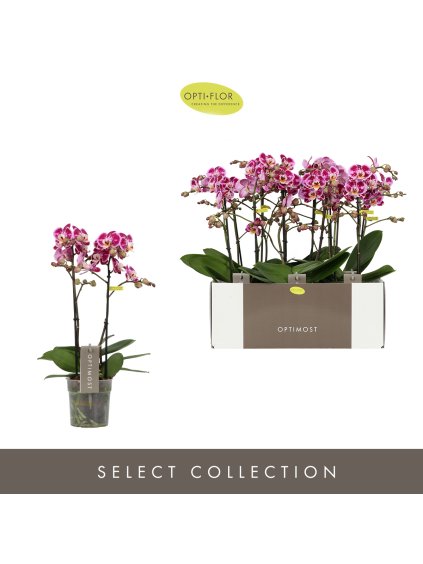 Phalaenopsis Multiflora Optimost Bubbles V40cm