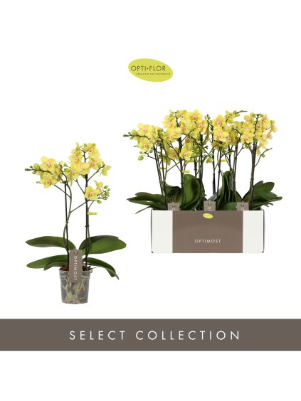 Phalaenopsis Multiflora Optimost Hera V40cm