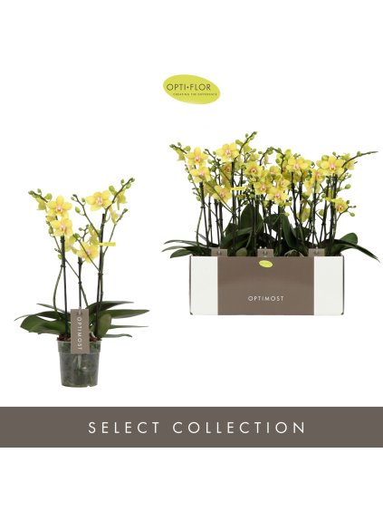 Phalaenopsis Multiflora Optimost Hera V45cm