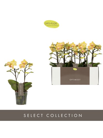 Phalaenopsis Multiflora Optimost Luna V45cm