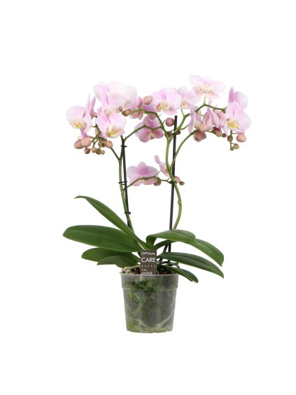 Phalaenopsis Multiflora Colours Luna V45cm