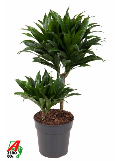 Dracaena fragrans 'Compacta' V60cm