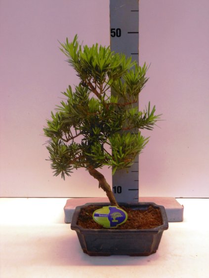 Podocarpus macrophyllus V50cm