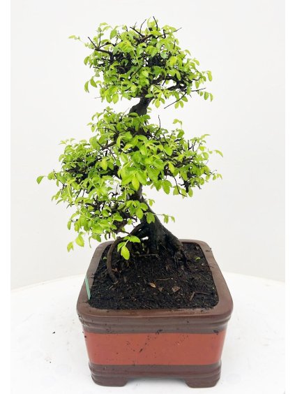 Zelkova parvifolia V55cm