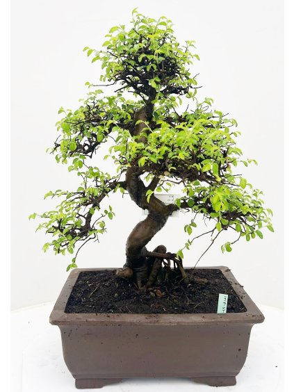 Zelkova parvifolia V55cm