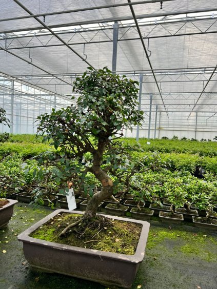 Zelkova parvifolia V85cm