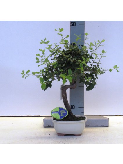 Quercus suber V45cm