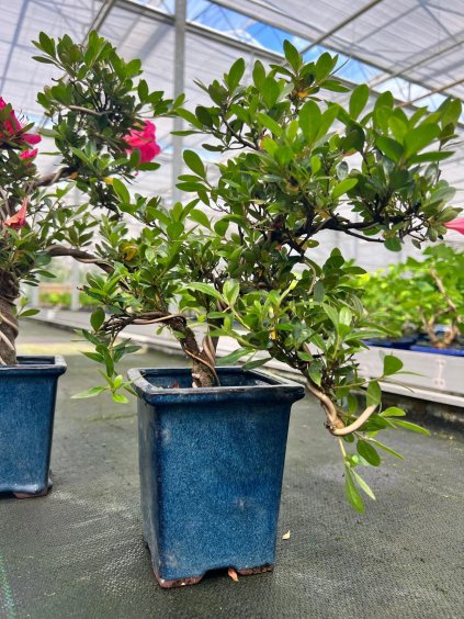 Rhododendron indicum V40cm