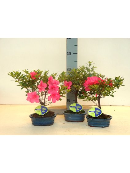 Rhododendron indicum V25cm