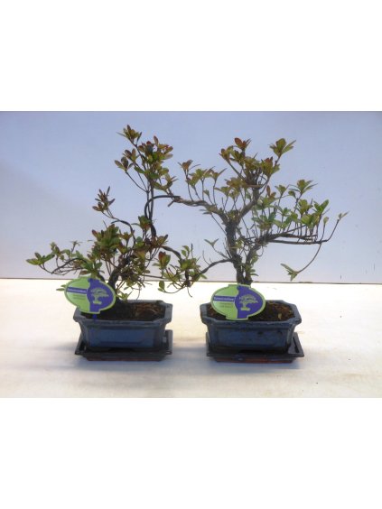 Rhododendron indicum V30cm