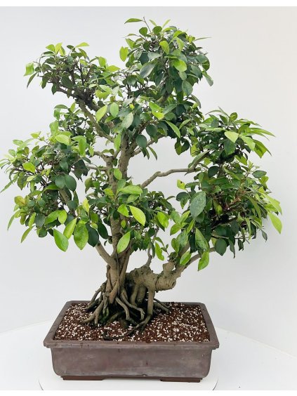 Ficus retusa V100cm