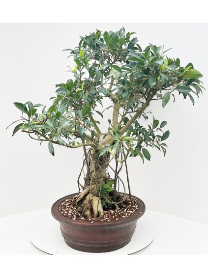Ficus retusa V90cm