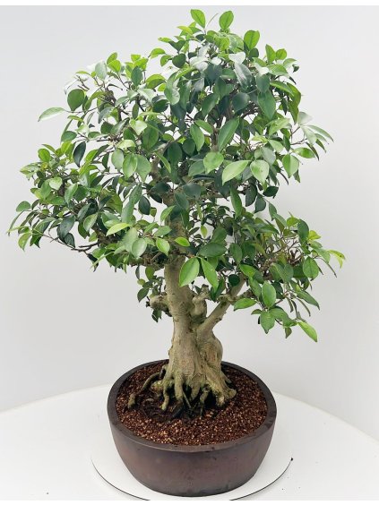 Ficus retusa V110cm