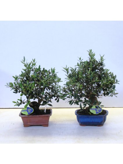 Olea europaea V45cm
