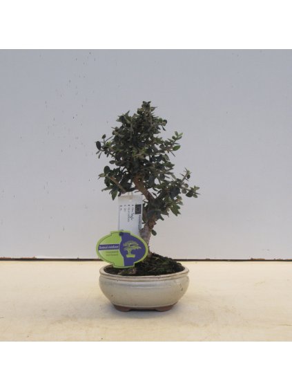 Olea sylvestris V25cm