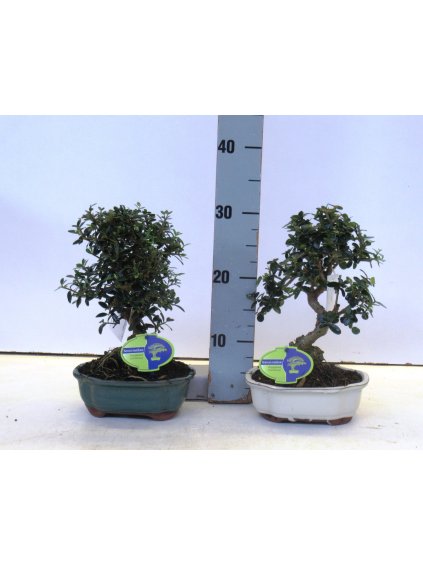 Olea sylvestris V30cm