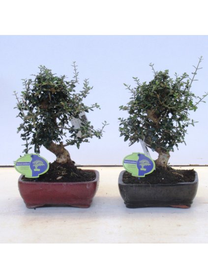 Olea sylvestris V30cm