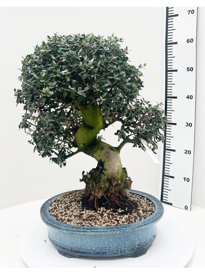 Olea sylvestris V60cm
