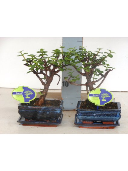 Portulacaria afra V25cm