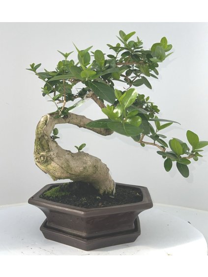 Premna macrophylla V40cm