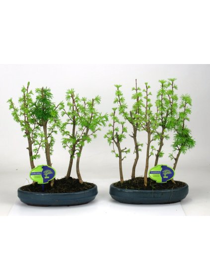 Pseudolarix amabilis V40cm