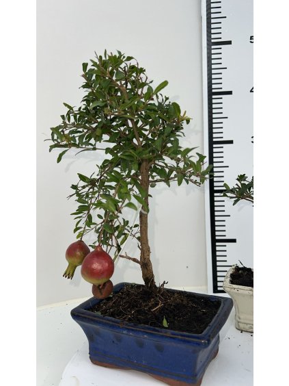 Punica granatum V30cm