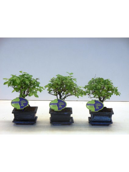 Sageretia theezans V20cm