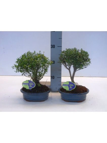 Syzygium buxifolium V30cm