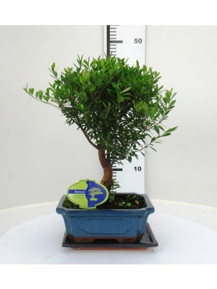 Syzygium buxifolium V30cm